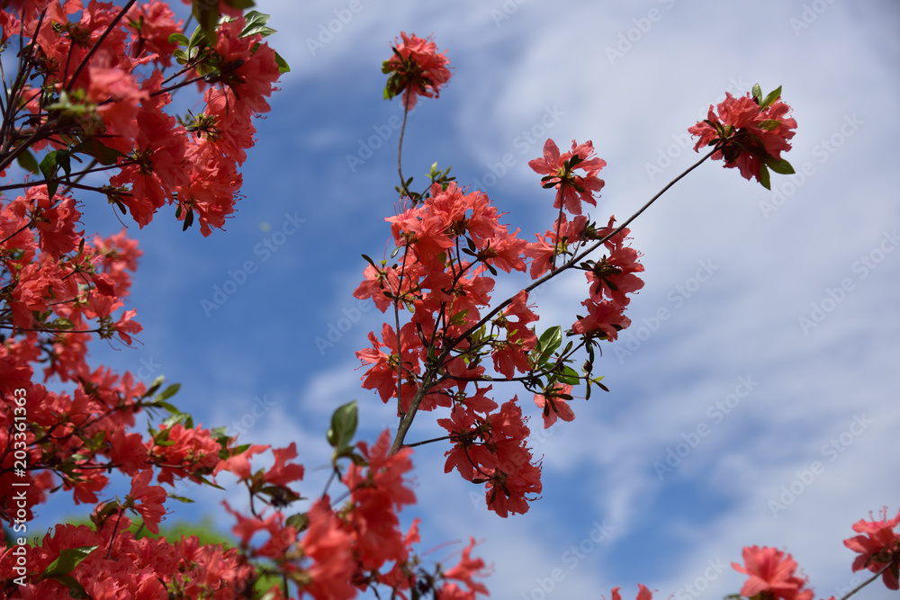 日本の山の中の花