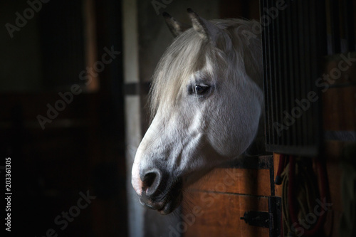 Fototapeta Naklejka Na Ścianę i Meble -  White horse portrait in stable