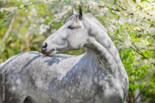 White horse portrait in spring blossom tree