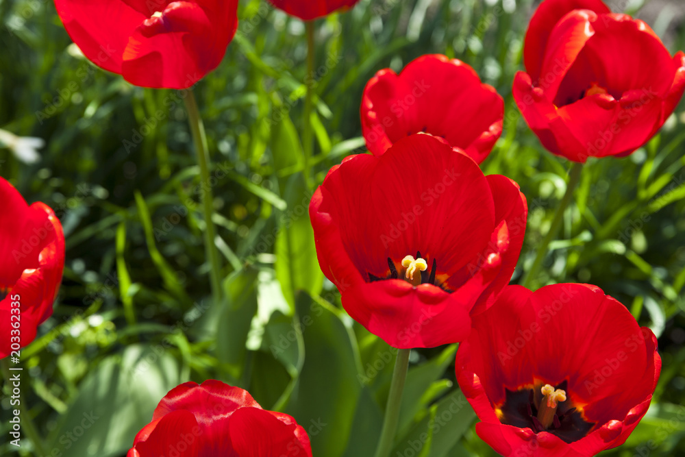 Closeup photo of red tulip core, abstract floral background Closeup photo of red tulip core, abstract floral background