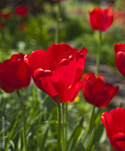 Closeup photo of red tulip core  abstract floral background