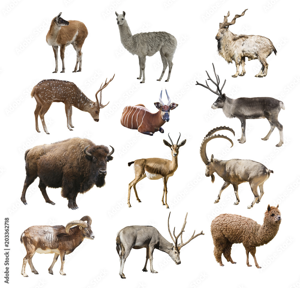 Mammals artiodactyl ruminant animals on white background isolated. Collage  Stock Photo | Adobe Stock
