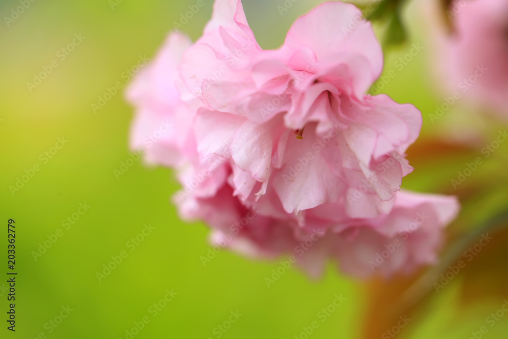 The cherry blossom The cherry blossom