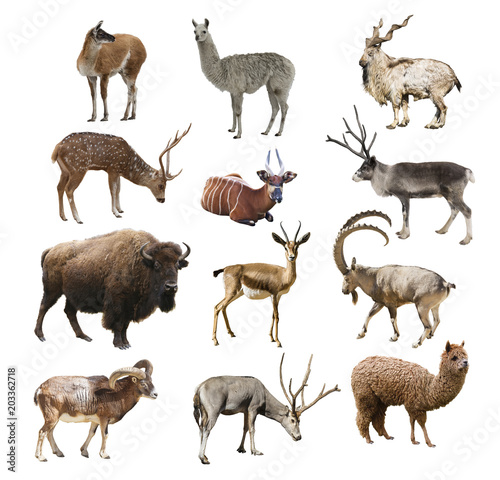 Mammals artiodactyl ruminant animals on white background isolated. Collage