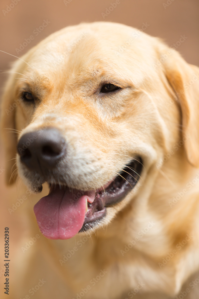 Cute of Labrador retriever	