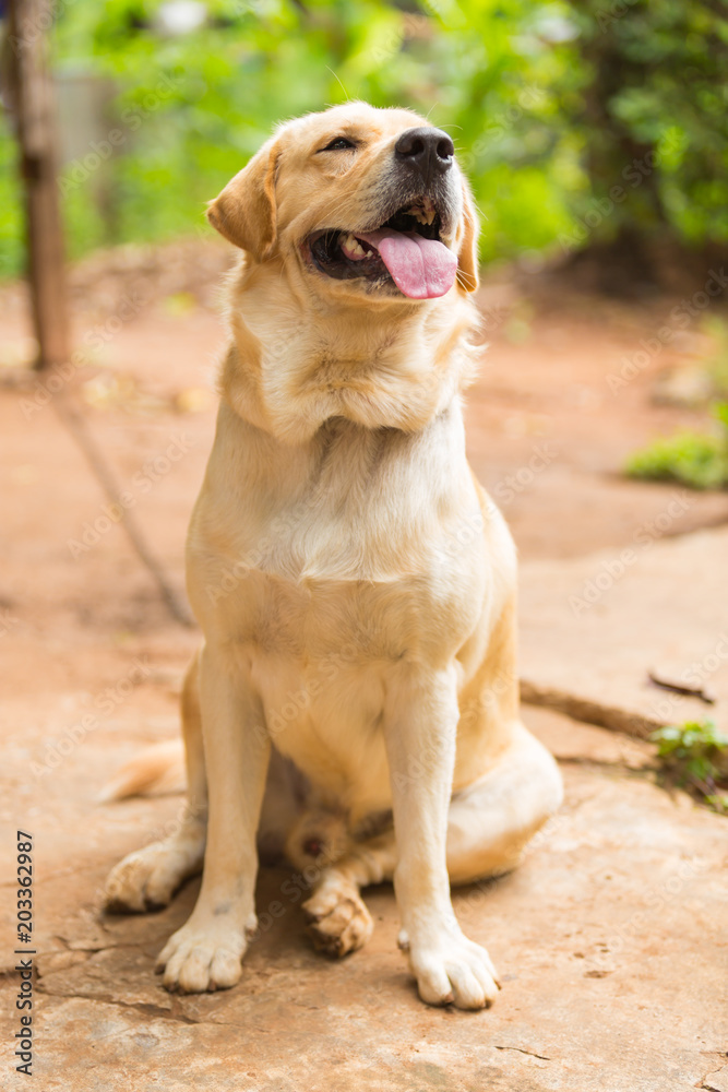 Cute of Labrador retriever	