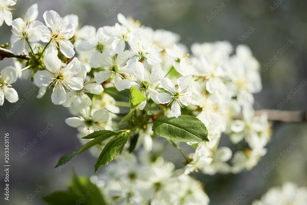 Spring. cherry in white flowers. flowering of fruit trees.