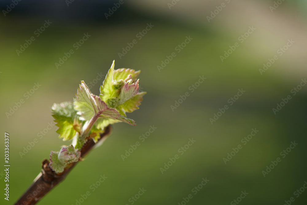 Spring. young green sprouts on the branches of grapes. Spring. young green sprouts on the branches of grapes.