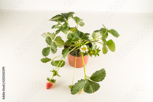 Strawberry plant with roots and soilplant, fresh, green, white, leaf, nature, isolated, background, healthy, garden, food, fruit, natural, health, ripe photo