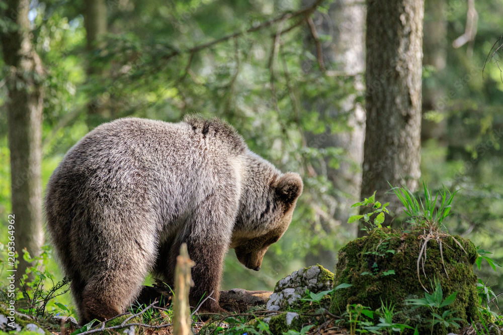 Obraz premium Orso bruno (Ursus arctos) nella foresta della Slovenia