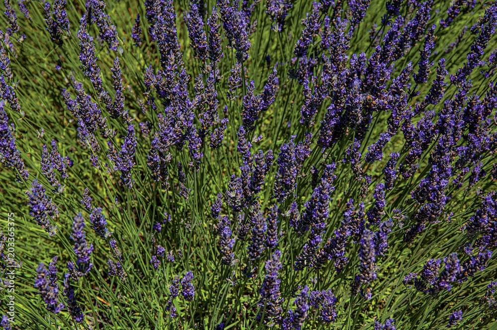 Naklejka premium Close-up of lavender flowers under sunny blue sky, near the village of Gordes. Located in the Vaucluse department, Provence region, in southeastern France