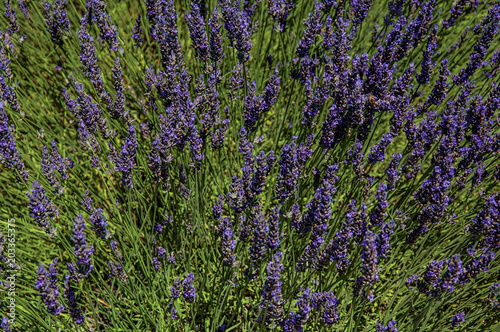 Close-up of lavender flowers under sunny blue sky  near the village of Gordes. Located in the Vaucluse department  Provence region  in southeastern France