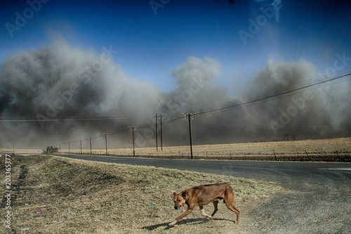 Dog escaping fire