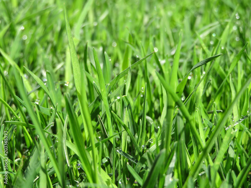 Green grass with dew drops. Fresh grass texture background