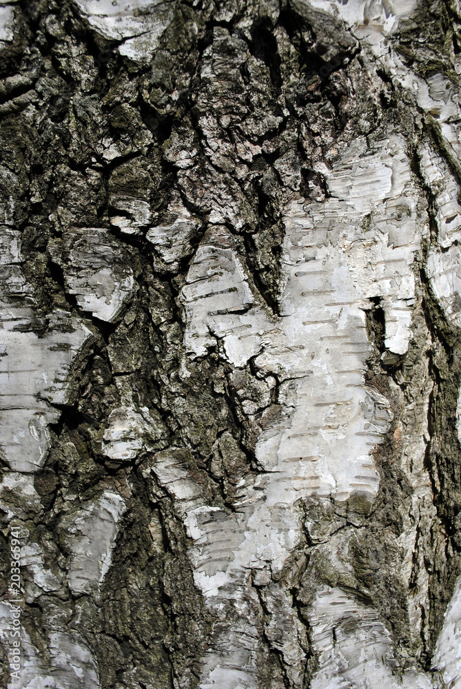 Birch tree black and white trunk background texture, close up detail Birch tree black and white trunk background texture, close up detail