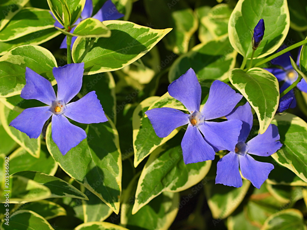 ツルニチニチソウの花 Stock Photo Adobe Stock