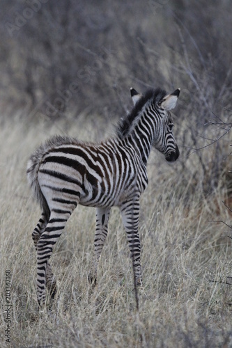 Baby Zebra