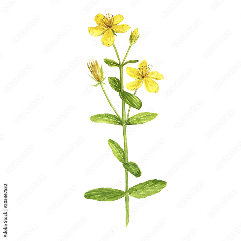 Watercolor drawing plant of Hypericum