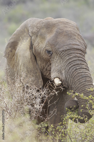 African wildlife
