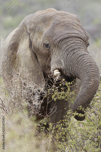 African wildlife