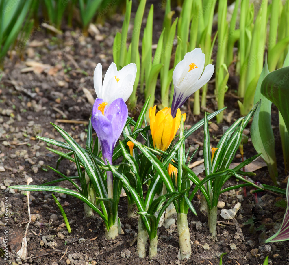 The first spring flowers-crocus of different colors (yellow, white, purple) just grew on the flowerbed. Moscow, April 2018. The first spring flowers-crocus of different colors (yellow, white, purple) just grew on the flowerbed. Moscow, April 2018.