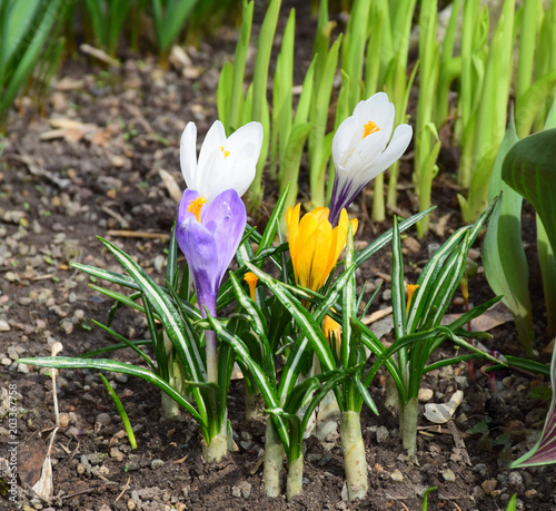 The first spring flowers-crocus of different colors  yellow  white  purple  just grew on the flowerbed. Moscow  April 2018.