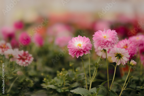 Beautiful Spring Pelargonium Blooming Flower Detail in Bokeh Background