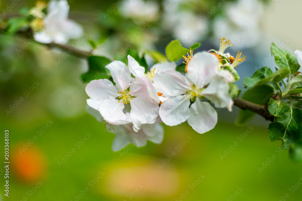 White flowers of apple