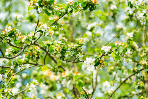 White flowers of apple