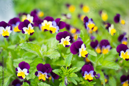 Colored flowers textured background  pansies