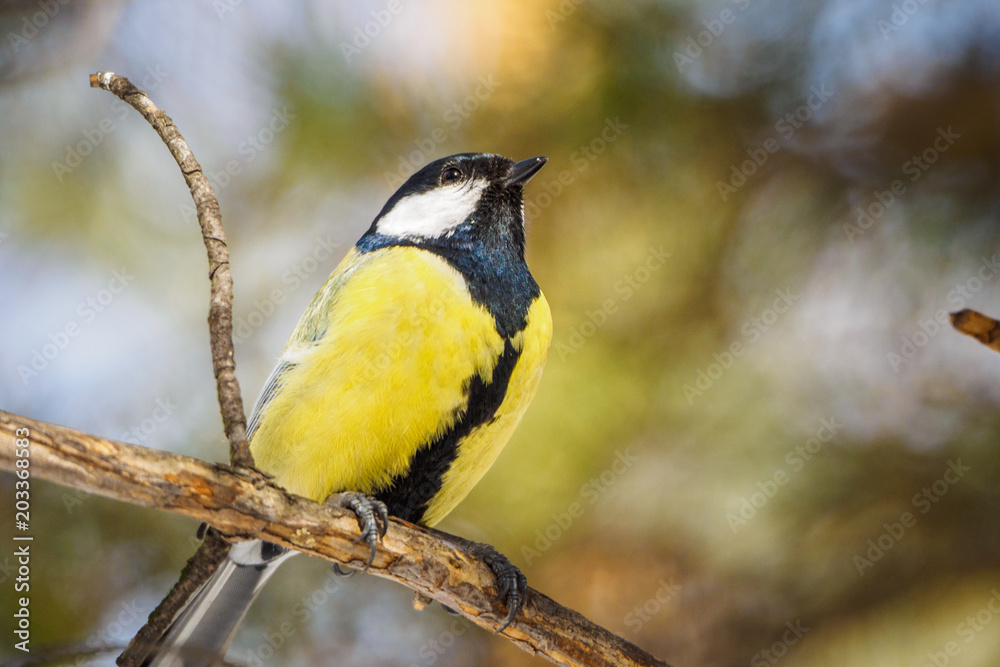 Great tit on a branch in spring/summer forest. bird blue titmouse sitting in the garden among the colorful branches. Great tit on a branch in spring/summer forest. bird blue titmouse sitting in the garden among the colorful branches.