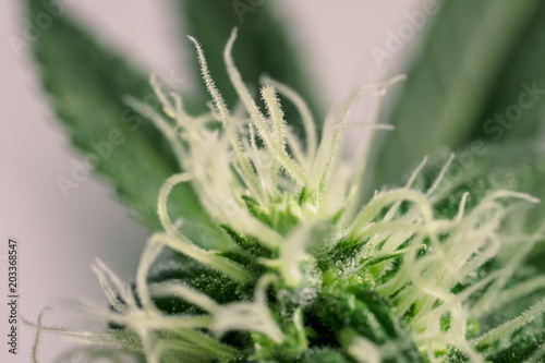 Blooming medical cannabis with visible hairs and trichomes. Macro image marijuana bud plant in greenhouse. Flower marijuana plants, the tip of the plant trichomes. Shallow depth of field.