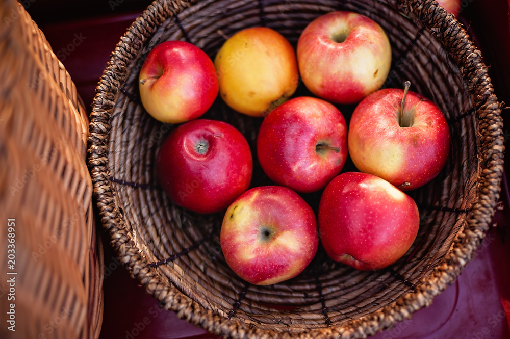 Apple harvest. Ripe red apples in the basket on the green grass.