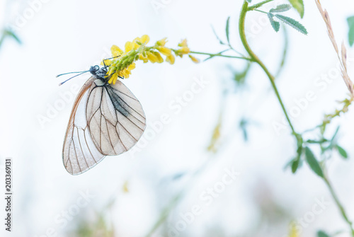 White butterfly and yellow ...