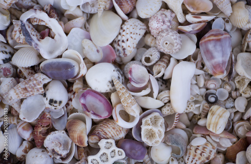 A variety of seashells. Mollusk colorful shells. Seashell texture.