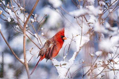Canvas Print Mail Northern Cardinal on The Bright Winter Day