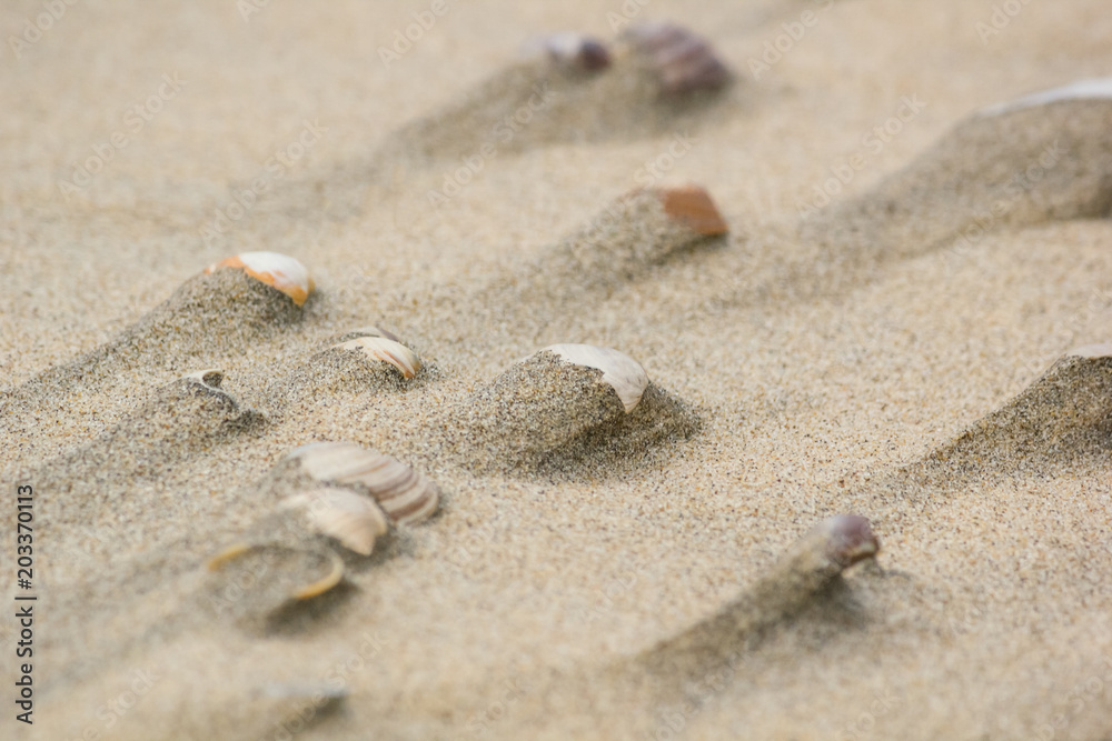 Shells on the sand after the tide, background, texture. Coast of the North Sea, Netherlands Shells on the sand after the tide, background, texture. Coast of the North Sea, Netherlands