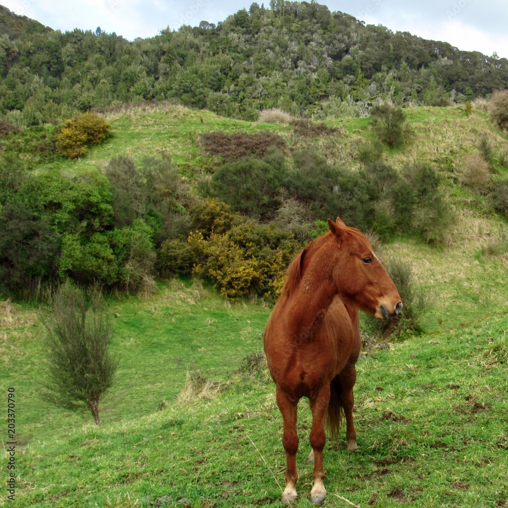 Fototapeta premium Horse on the Pipiriki Road