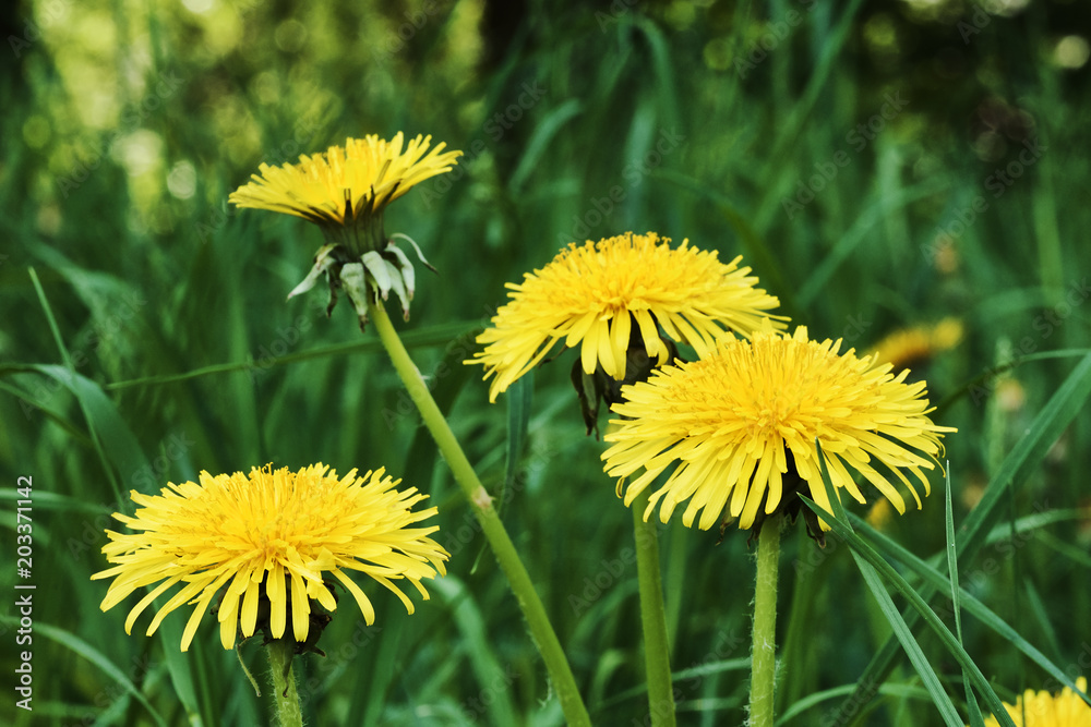 Flowers of dandelions in grass on a meadow Flowers of dandelions in grass on a meadow