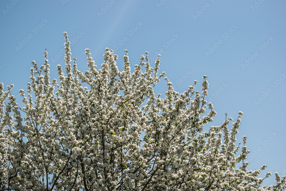 nature sky tree flower spring season outdoor blue beauty nature sky tree flower spring season outdoor blue beauty