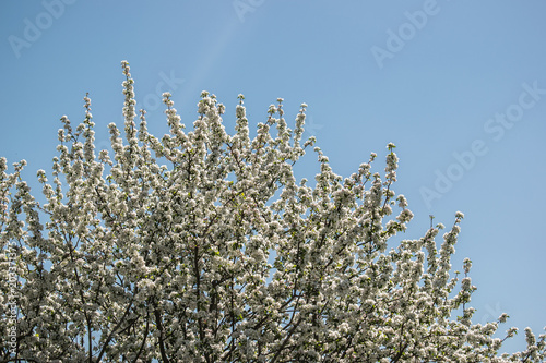 nature sky tree flower spring season outdoor blue beauty