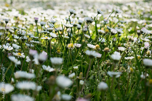 nature spring field floral season daisy