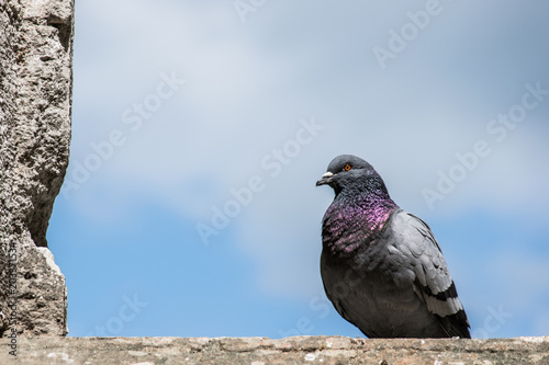 background blue city wall pigeon landmark