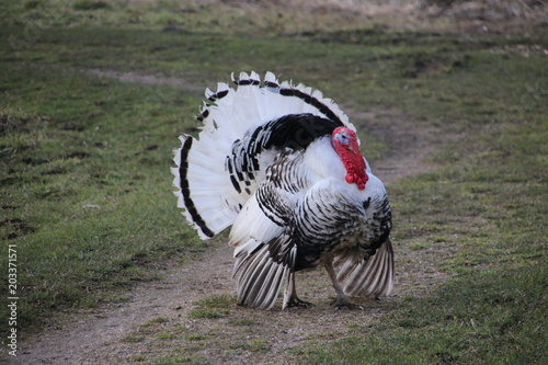 Agressive turkey with feathers high during mating season in Oud Verlaat photo