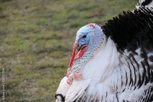 Agressive turkey with feathers high during mating season in Oud Verlaat photo