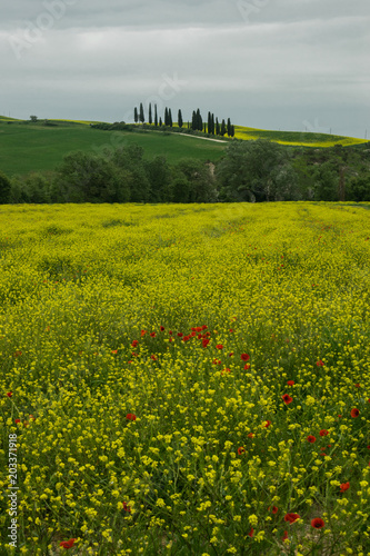 tuscany rural landscaper path countryside italy green blue yellow