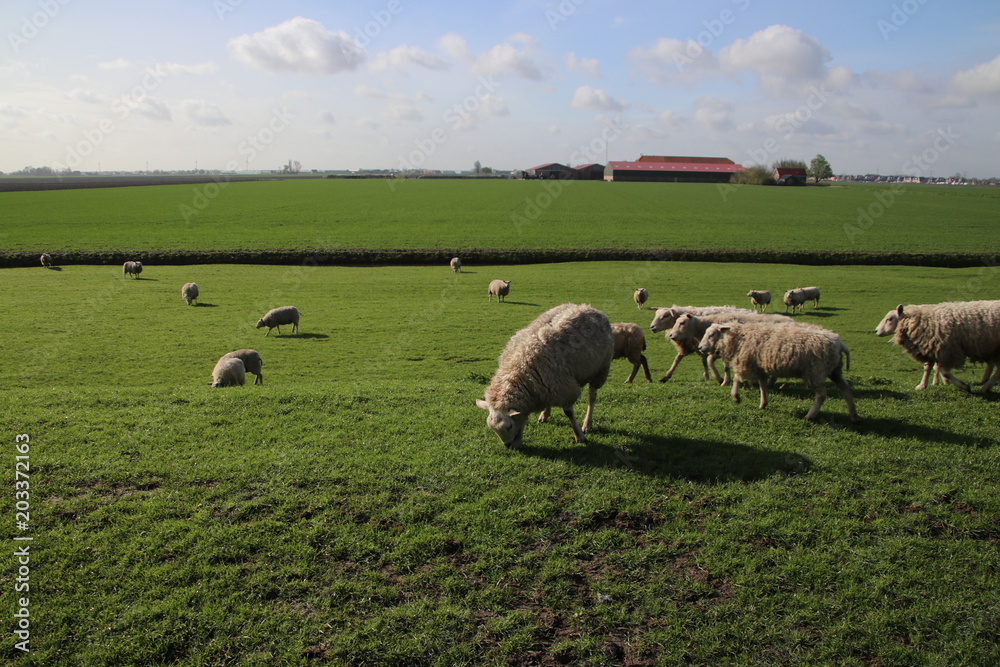 sheeps in the meadows of polder Wilde Veenen in Moerkapelle the Netherlands. sheeps in the meadows of polder Wilde Veenen in Moerkapelle the Netherlands.