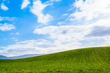 Stunning scene Cloudy and blue sky with green grassland. New Zealand agriculture in the rural area.