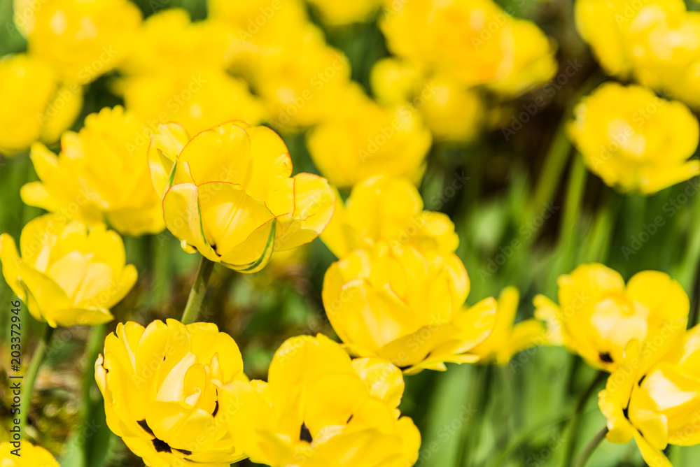 Field with beautiful yellow tulips closeup Field with beautiful yellow tulips closeup