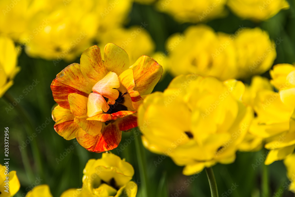Beautiful yellow-orange tulip among yellow flowers close-up Beautiful yellow-orange tulip among yellow flowers close-up